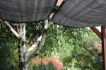 Uitschuifbaar HDPE tuinzeil op maat boven een witte berkenstam in de tuin, voor schaduw op het terras.